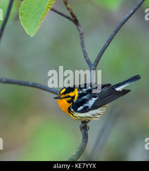 Blackburnian Warbler (Dendroica fusca) auf einem Baum gehockt; Redbridge, Ontario, Kanada Stockfoto