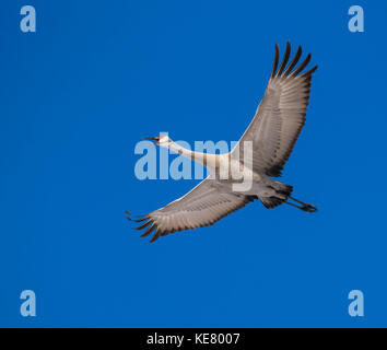 Sandhill Crane (Grus canadensis) fliegen in einem blauen Himmel; Stockfoto