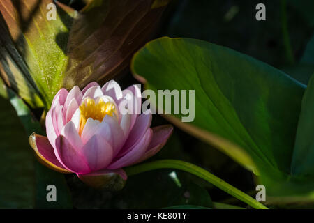 Ein rosa Seerose (Nymphaeaceae) blüht in einem Teich, Astoria, Oregon, Vereinigte Staaten von Amerika Stockfoto