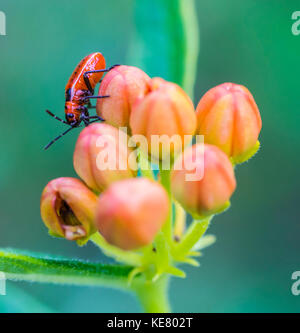 Kleinen östlichen Milkweed Nymphe (Lygaeus kalmii) auf einem Seidenpflanze (Asclepias L.); Redbridge, Ontario, Kanada Stockfoto