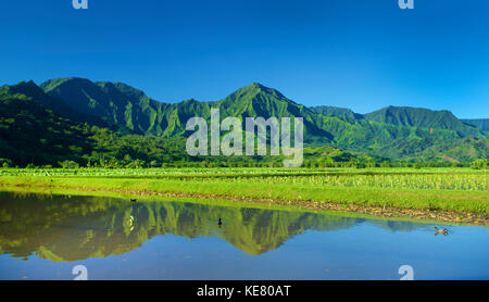 Spiegelbild der Grünen, Laub bedeckte Berge und Felder von taro Kulturen; Hanalei, Kauai, Hawaii, Vereinigte Staaten von Amerika Stockfoto