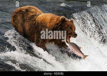 Ein Braunbär (ursus arctos), der einen Lachs im Mund am oberen Ende der Brooks Falls, Alaska, fangen wird. Der Fisch ist nur ein paar Zentimeter von seinem... Stockfoto