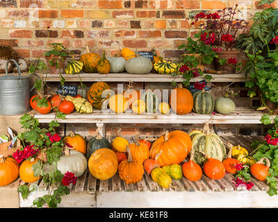 Ein Gewächshaus Anzeige von vielen Arten von Kürbis gewachsen im Helmsley ummauerten Garten North Yorkshire Stockfoto