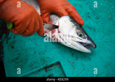 Set-Net Fischer Schneiden der Gill zu entlüften Ihre roten Lachs an Bord ihrer Skiff in Seldovia, Alaska. Stockfoto