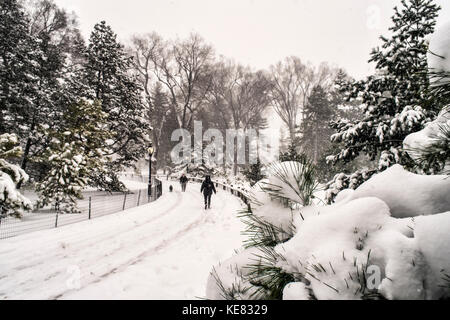 Blizzard Bedingungen In der Arthur Ross Pinetum, Central Park, New York City, New York, Vereinigte Staaten von Amerika Stockfoto