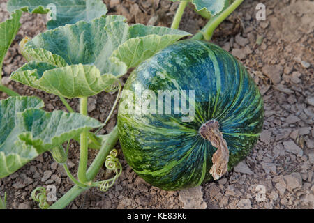 Reifen Kabocha Squash auf Weinstock: Cucurbita maxima', auch als japanischer Kürbis bekannt. Stockfoto