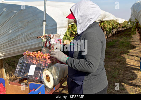 Arbeiter (weiblich) mit einem Gewicht von Geernteten roten Kernlose Tafeltrauben 'Crimson' Sorte "Vitis vinifera". Stockfoto