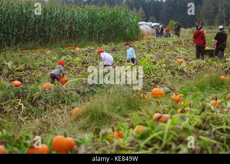 Kinder Kommissionierung Kürbisse auf einem Bauernhof Pumpkin Patch in British Columbia, Kanada, im Herbst ernten Stockfoto