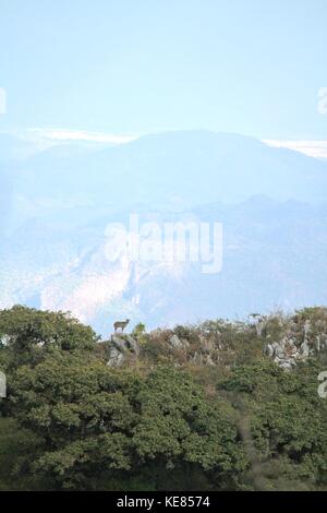 Braun serow stehend auf den Felsen leben in seiner natürlichen Umgebung bei Chiang Dao Wildlife Reserve, dritthöchste Berg in Thailand In Chiang Ma Stockfoto