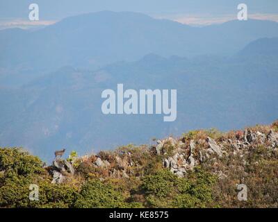 Braun serow stehend auf den Felsen leben in seiner natürlichen Umgebung bei Chiang Dao Wildlife Reserve, dritthöchste Berg in Thailand In Chiang Ma Stockfoto
