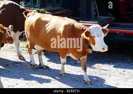 Kuh, Kühe beim Almabtrieb, Abtrieb von der Weide Stockfoto