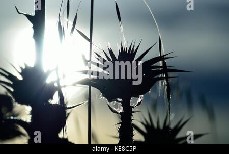 Blüten von mariendistel Hintergrundbeleuchtung bei Sonnenaufgang, silybum marianum Stockfoto