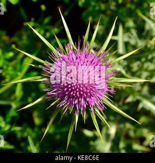 Schöne Blume von Mariendistel, silybum Marianum, Ansicht von oben Stockfoto