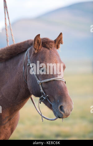 Porträt von einem mongolischen Pferd zu einem traditionellen Seil Halter am späten Nachmittag Licht gebunden. Khuvsgol, Norden der Mongolei. Stockfoto