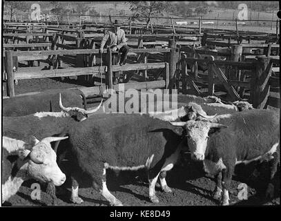 34675 Waratah Vieh Umsatz Stockfoto