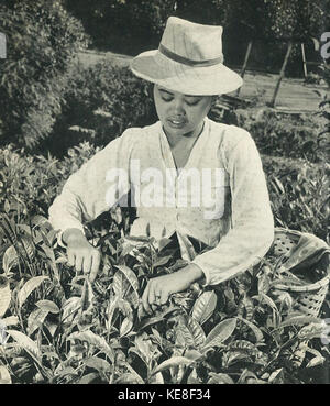 Frau Kommissionierung Tee in West Java, Indonesien Tanah Airku, p86 Stockfoto