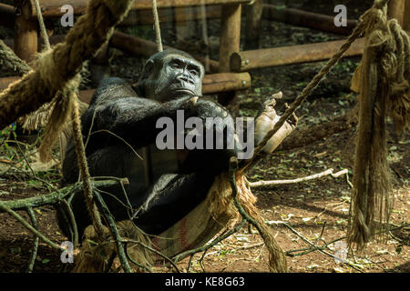 Schimpansen am Parque de la Naturaleza de Cabárceno in Spanien Stockfoto