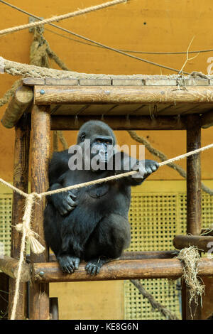 Schimpansen am Parque de la Naturaleza de Cabárceno in Spanien Stockfoto