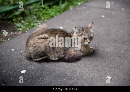 Eine einsame Katze sitzt auf dem Asphalt in der Nähe des Hauses. Seitenansicht. Stockfoto