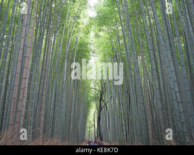 Eine Ansicht, die an den hohen hochfliegende Stiele der Bamboo Grove in Arashiyama Kyoto in Japan Stockfoto