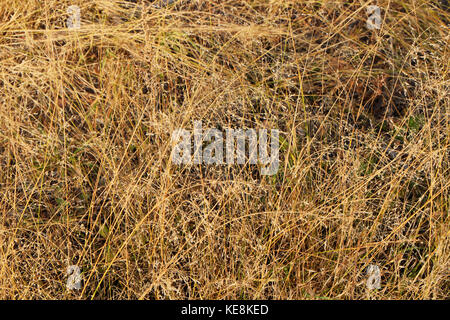 Textur des gelben Gras Top View, close-up. Stockfoto