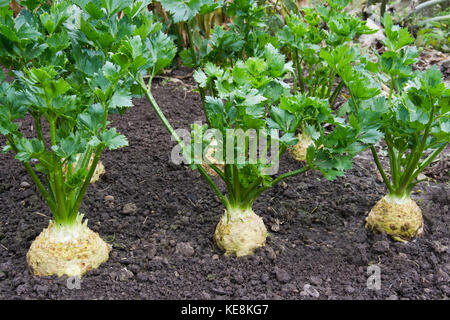 Sellerie Pflanzen, Auswahl, Asterix F1 Stockfoto