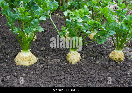 Sellerie Pflanzen, Auswahl, Asterix F1 Stockfoto