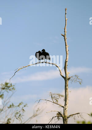 Zwei Geier auf einem alten trockenen Baum Stockfoto