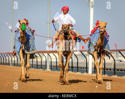 Dubai, Vereinigte Arabische Emirate - 25. März 2016: Üben für Kamelrennen in Dubai camel Racing Club, Al marmoom, VAE Stockfoto