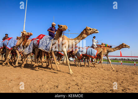 Dubai, Vereinigte Arabische Emirate - 25. März 2016: Üben für Kamelrennen in Dubai camel Racing Club, Al marmoom, VAE Stockfoto