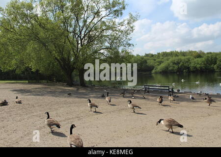 Viele Kanadagänse sammeln an der Seite eines Sees mit einer Parkbank heraus schauen, viele Bäume und blauer Himmel Stockfoto