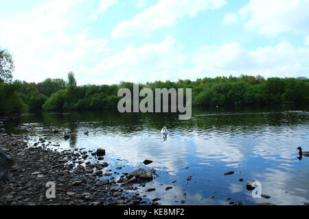 Malerischer Blick auf den See und die Bäume im Hintergrund, ein Schwan auf dem Wasser und Felsen an der Küste Stockfoto