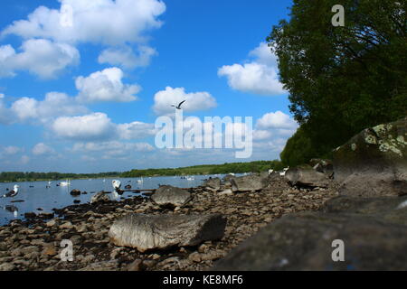 Schwäne auf einem See mit einem Felsen am Ufer, blauer Himmel und Wolken - ein Sommertag in der Natur Pennington Flash, England Stockfoto