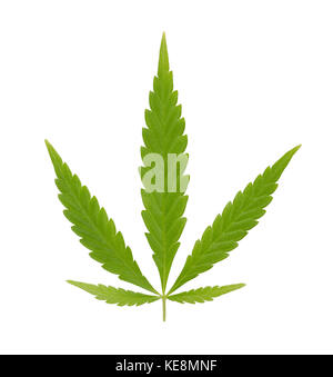 Cannabis Ventilator Blatt. frisches Grün hanf Ventilator Blatt von Cannabis ruderalis. niedrige THC-Arten als Tee und als Kräutermedizin verwendet. Makro Essen schließen Foto oben. Stockfoto