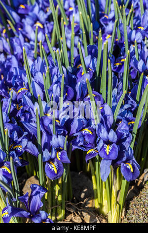 Blue Iris reticulata "Harmony". Frühlingsiris Blüten reticulata irises Stockfoto