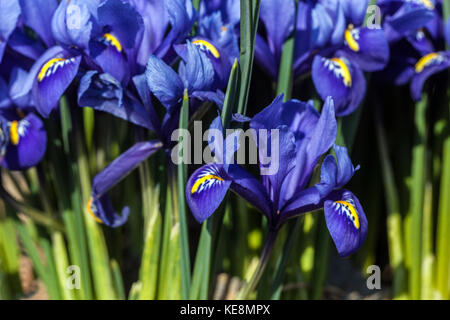 Blue Iris reticulata 'Harmonie'. Zwerg Iris Nahaufnahme Blume Blüten Stockfoto