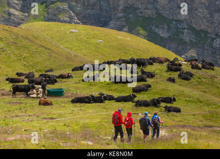 Moiry Tal, Schweiz - Wanderer Pass eine Herde von Schweizer Kühen, in den Walliser Alpen im Kanton Wallis. Stockfoto