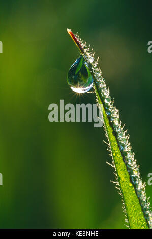 Nahaufnahme von Wassertropfen auf Grashalm. Stockfoto