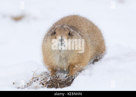 Schwarz-tailed prairie dog in South Dakota mit Schnee auf dem Boden Stockfoto