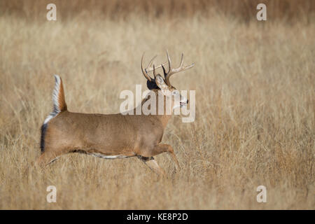 Laufende whitetail Buck im Herbst rut in Colorado Stockfoto