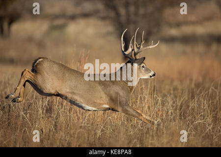 Laufende whitetail Buck im Herbst rut in Colorado Stockfoto