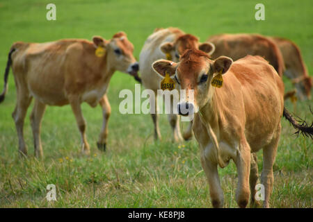 Kühe auf einem Feld mit wunderschönem grünen Gras. Die Kühe haben Identifikationsschilder in den Ohren. Einige Kühe weiden auf dem grünen Gras. Stockfoto