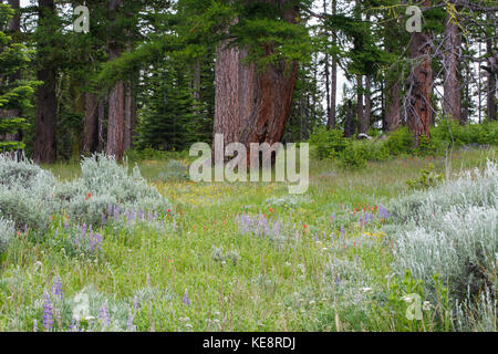 Sommer Wildblumen und sagebrush auf einer Wiese, in einem Wald von immergrünen Bäumen. Stockfoto