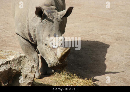 Weißes Nashorn in einem Zoo in Lille (Frankreich). Stockfoto