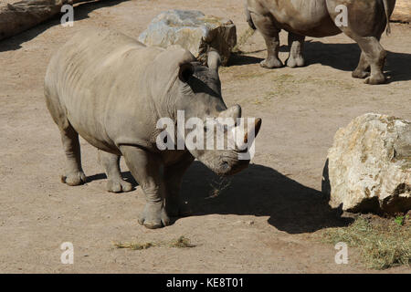 Weißes Nashorn in einem Zoo in Lille (Frankreich). Stockfoto