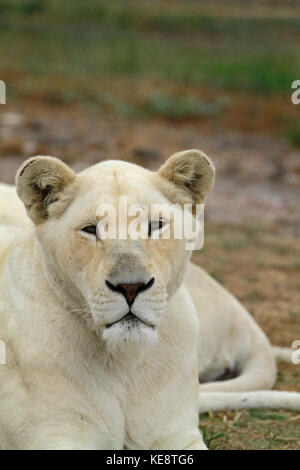 White Lion (s), Panthera leo krugeri, inder Drakenstein Lion Park, Klapmuts, Provinz Western Cape, Südafrika. Stockfoto