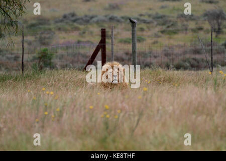 Männliche Löwe (Panthera leo) im Drakenstein Lion Park, Klapmuts, Provinz Western Cape, Südafrika. Stockfoto