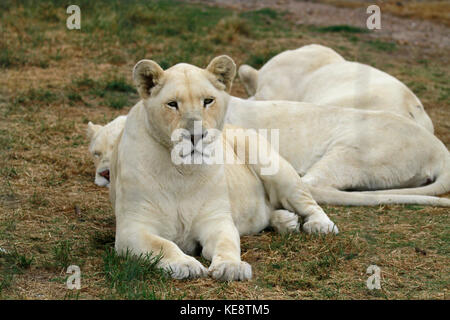 White Lion (s), Panthera leo krugeri, inder Drakenstein Lion Park, Klapmuts, Provinz Western Cape, Südafrika. Stockfoto