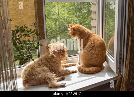 Ingwer die Katze und der Hund sitzt auf der Fensterbank und aalen sich in der Sonne Stockfoto