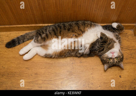 Graue Katze liegt auf dem Boden Pfoten bis Stockfoto